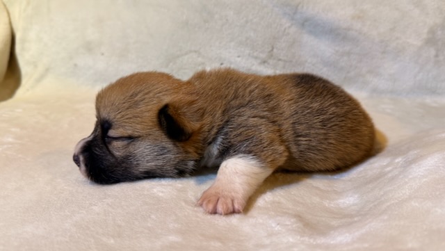 Ares